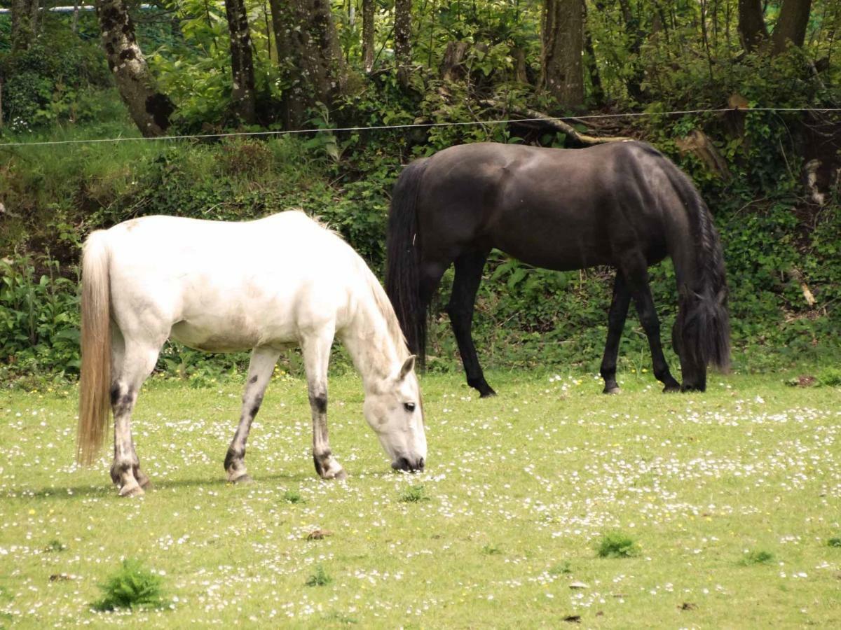 Une Roulotte Et Des Chevaux Trefflean Exterior photo